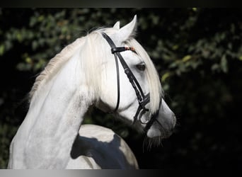 Connemara, Stute, 4 Jahre, 147 cm, Schimmel