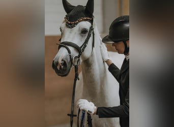 Connemara, Stute, 4 Jahre, 147 cm, Schimmel