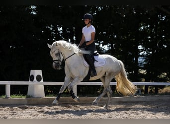 Connemara, Stute, 4 Jahre, 147 cm, Schimmel