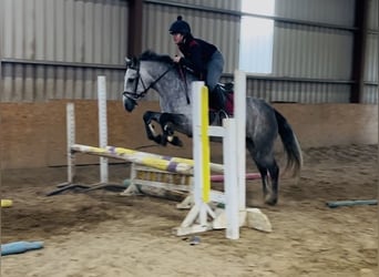 Connemara, Stute, 4 Jahre, 147 cm, Schimmel
