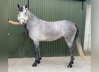 Connemara, Stute, 4 Jahre, 147 cm, Schimmel