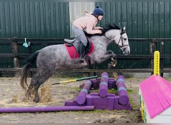 Connemara, Stute, 4 Jahre, 147 cm, Schimmel