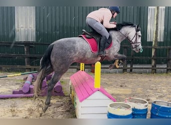Connemara, Stute, 4 Jahre, 147 cm, Schimmel