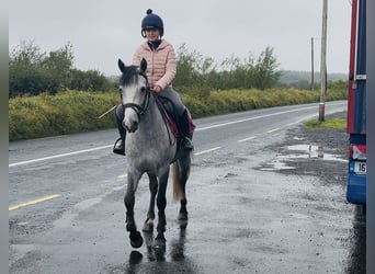 Connemara, Stute, 4 Jahre, 147 cm, Schimmel