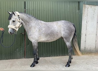 Connemara, Stute, 4 Jahre, 147 cm, Schimmel