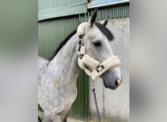 Connemara, Stute, 4 Jahre, 147 cm, Schimmel