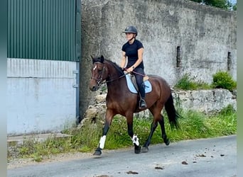 Connemara, Stute, 4 Jahre, 148 cm, Brauner