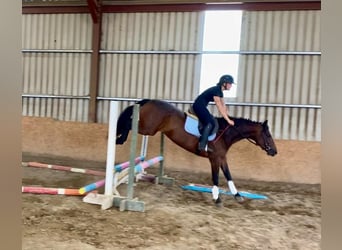 Connemara, Stute, 4 Jahre, 148 cm, Brauner