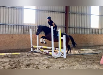 Connemara, Stute, 4 Jahre, 148 cm, Brauner