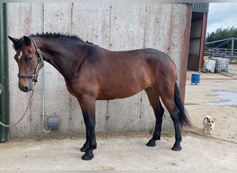 Connemara, Stute, 4 Jahre, 148 cm, Brauner