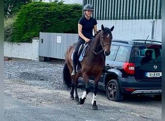 Connemara, Stute, 4 Jahre, 148 cm, Brauner