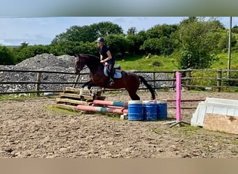 Connemara, Stute, 4 Jahre, 148 cm, Brauner