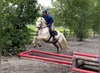Connemara, Stute, 4 Jahre, 148 cm, Cremello