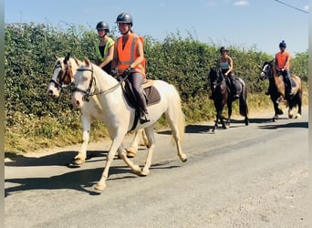 Connemara, Stute, 4 Jahre, 148 cm, Cremello