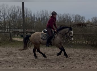 Connemara, Stute, 4 Jahre, 148 cm, Falbe