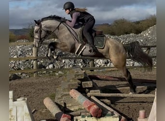 Connemara, Stute, 4 Jahre, 148 cm, Falbe