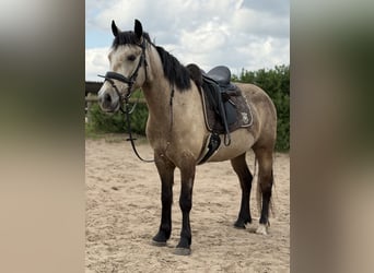 Connemara, Stute, 4 Jahre, 148 cm, Falbe