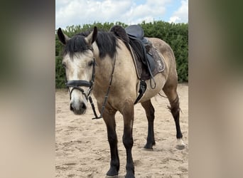 Connemara, Stute, 4 Jahre, 148 cm, Falbe