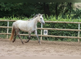 Connemara, Stute, 4 Jahre, 148 cm, Schimmel