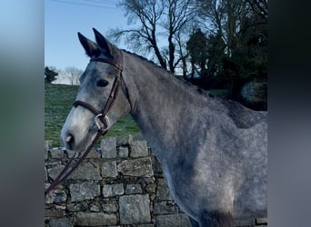 Connemara, Stute, 4 Jahre, 148 cm, Schimmel