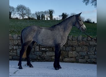 Connemara, Stute, 4 Jahre, 148 cm, Schimmel
