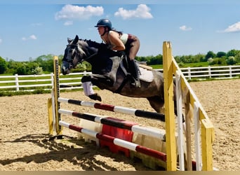 Connemara, Stute, 4 Jahre, 148 cm, Schimmel