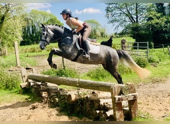 Connemara, Stute, 4 Jahre, 148 cm, Schimmel