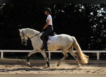 Connemara, Stute, 4 Jahre, 148 cm