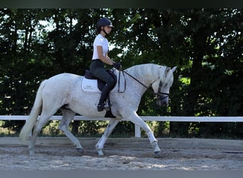 Connemara, Stute, 4 Jahre, 148 cm