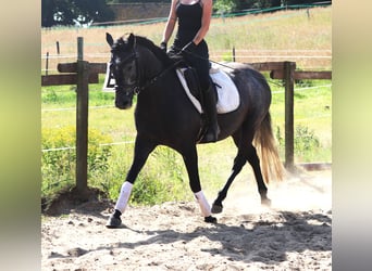 Connemara, Stute, 4 Jahre, 150 cm, Blauschimmel