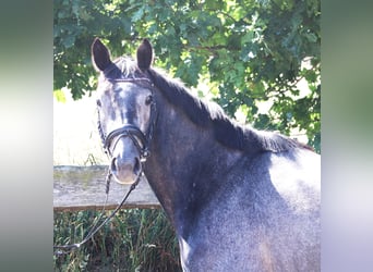 Connemara, Stute, 4 Jahre, 150 cm, Blauschimmel