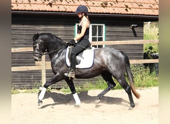 Connemara, Stute, 4 Jahre, 150 cm, Blauschimmel