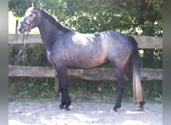 Connemara, Stute, 4 Jahre, 150 cm, Blauschimmel