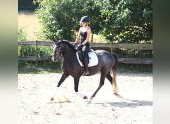 Connemara, Stute, 4 Jahre, 150 cm, Blauschimmel