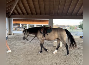 Connemara, Stute, 4 Jahre, 151 cm, Falbe