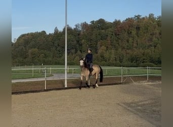 Connemara, Stute, 4 Jahre, 151 cm, Falbe