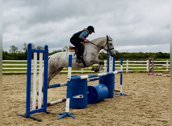 Connemara, Stute, 4 Jahre, 151 cm, Schimmel