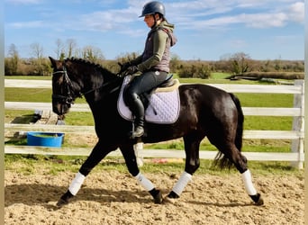 Connemara, Stute, 4 Jahre, 152 cm, Rappe