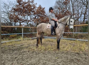 Connemara, Stute, 4 Jahre, 152 cm, Rappschimmel