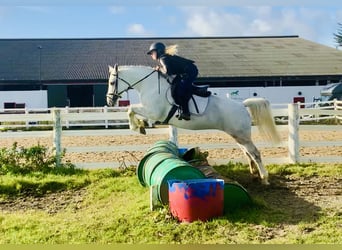 Connemara, Stute, 4 Jahre, 152 cm, Schimmel