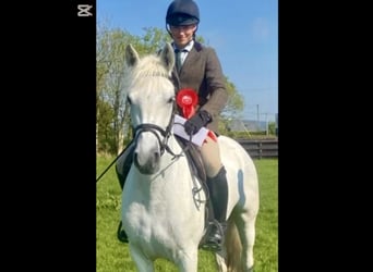 Connemara, Stute, 4 Jahre, 152 cm, Schimmel