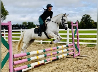 Connemara, Stute, 4 Jahre, 152 cm, Schimmel