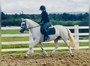 Connemara, Stute, 4 Jahre, 152 cm, Schimmel