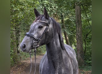 Connemara, Stute, 4 Jahre, 153 cm, Rappschimmel