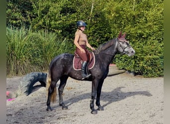 Connemara, Stute, 4 Jahre, 153 cm, Schimmel