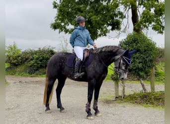 Connemara, Stute, 4 Jahre, 153 cm, Schimmel