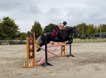 Connemara, Stute, 4 Jahre, 153 cm, Schimmel