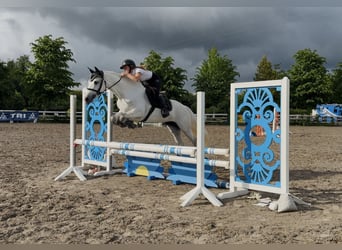 Connemara, Stute, 4 Jahre, 153 cm, White