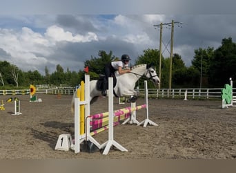 Connemara, Stute, 4 Jahre, 153 cm, White