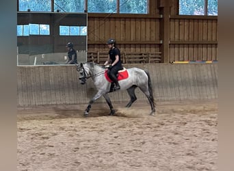 Connemara, Stute, 4 Jahre, 155 cm